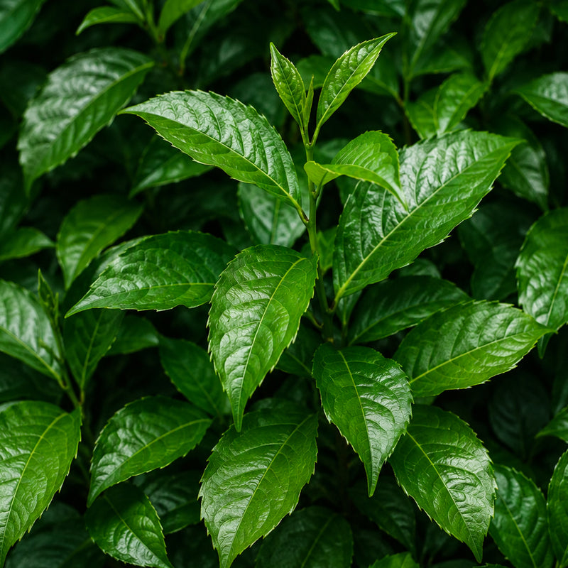 Real Matcha