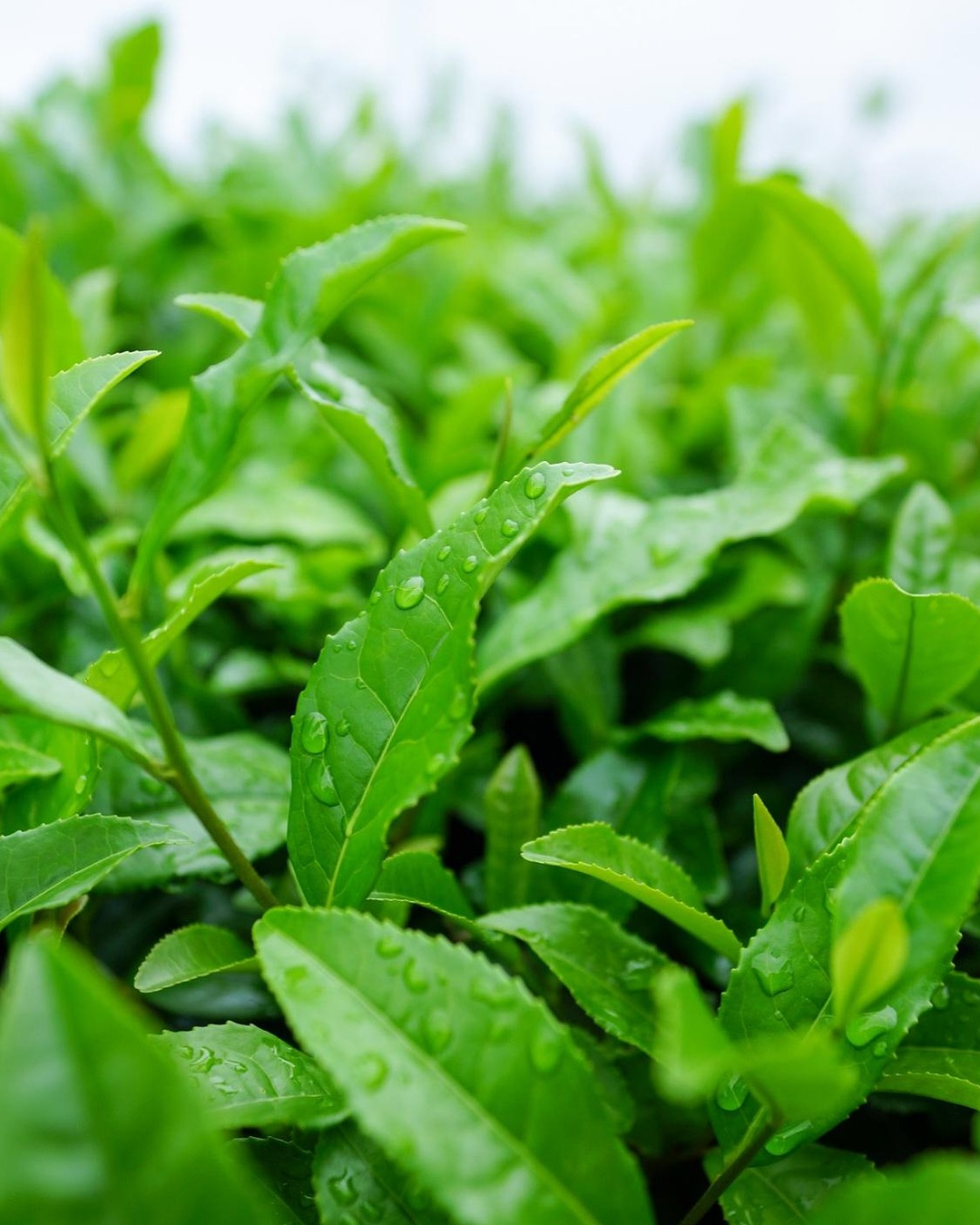 Can Plant Protein Truly Replace Animal Protein?