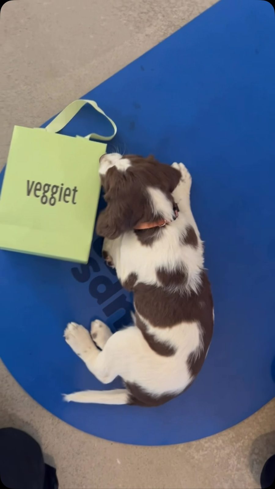 After-class shakes at puppy yoga